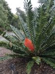 : - Encephalartos ferox