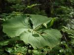 : - Trillium tschonoskii