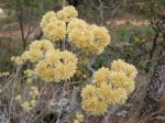 : - Achyrocline satureioides