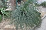 : - Agave ornithobroma