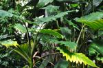 : - Alocasia boa