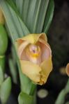 : - Anguloa uniflora