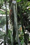 : - Anthurium wendlingeri