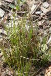 Zarte Binse - Juncus tenuis