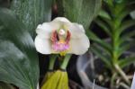 : - Bifrenaria harrisoniae