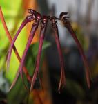 : - Bulbophyllum delitescens