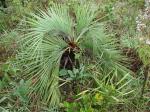 : - Butia archeri