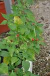 Ulupica - Capsicum cardenasii