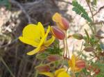 :-Chamaecrista cathartica