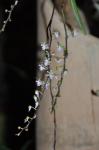 :-Cleisostoma arietinum