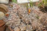 : - Copiapoa humilis