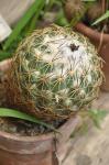 : - Coryphantha recurvata