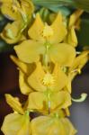 : - Cycnoches herrenhusanum
