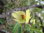 : - Dalechampia linearis