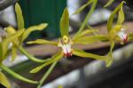 : - Cymbidium lowianum