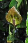: - Cyrtosperma carrii