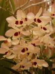 : - Dendrobium pulchellum