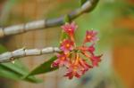 : - Dendrobium usitae