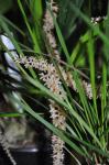 : - Dendrochilum convallariiforme