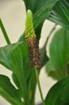 : - Dienia ophrydis