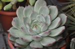 : - Echeveria chiapensis