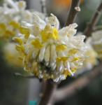 : - Edgeworthia tomentosa