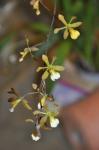: - Encyclia aspera