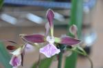 : - Encyclia cordigera