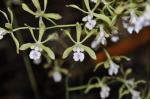 : - Encyclia meliosma