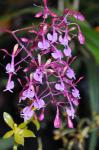 : - Epidendrum capricornu