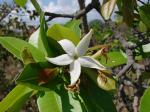 : - Hancornia speciosa