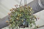 : - Epidendrum peperomia