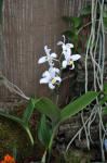 : - Eria bractescens