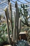 Wollkaktus - Espostoa lanata