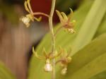 : - Eulophia andamanensis