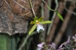 : - Helcia sanguinolenta