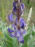 :-Lupinus velutinus