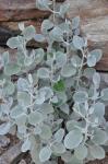Silberlöffel
- Kalanchoe bracteata