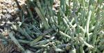 : - Kleinia articulata