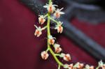 : - Stichorkis rhombea