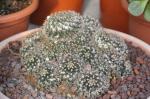 : - Coryphantha compacta