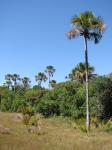 Buriti-Palme - Mauritia flexuosa