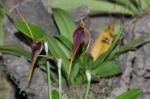 : - Masdevallia bennettii