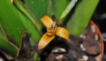 : - Maxillaria nasuta