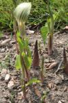 Feuerkolben - Arisaema triphyllum