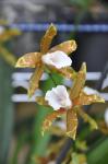 : - Miltonia candida