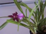 : - Miltonia moreliana