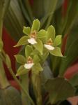 : - Neogardneria murrayana