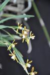 :-Odontoglossum tenuifolium