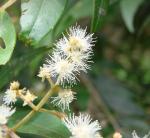 : - Myrcia splendens